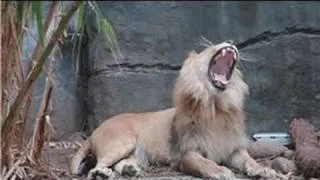 Lions : How Do Lions Communicate?
