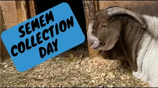 Semen Collection Day