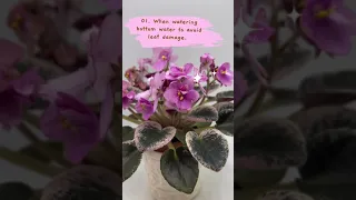 Enjoy my #africanviolet #minihaul 🌺✨