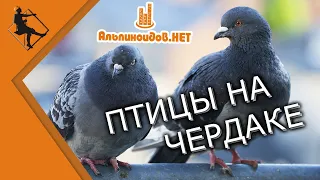 Птицы на чердаке. Простой способ закрыть доступ