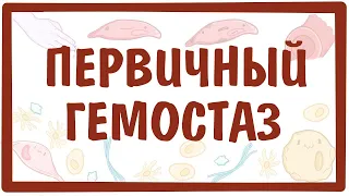 [физиология] — Первичный (сосудисто-тромбоцитарный) гемостаз