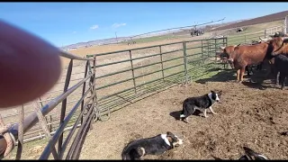 Penning pairs with working Border Collies