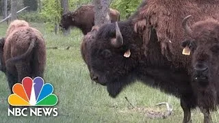 The American Bison Becomes US National Animal | PRESS Pass | NBC News
