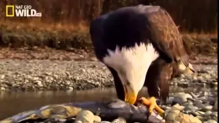 The American Bald Eagle   National Geographic Documentary