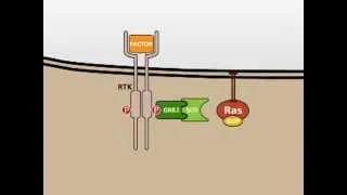 The MAP Kinase (MAPK) signalling pathway