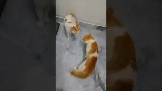 kitty and whity fighting mood #catvideos #catlover #cat