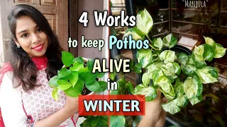 MUST KNOWN Money Plant Care Tips in Winter (Pothos)