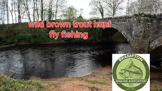 HUNTING FOR WILD BROWN TROUT//FLY FISHING CUMBRIA//RIVER IRTHING #flyfishing #trout #rivers