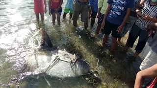 MALAKING ISDA NAPADPAD SA BAYBAYIN NG CEBU MGA IDOL. NGAYUNG UMAGA MGA IDOL SA BANTAYAN ISLAND.