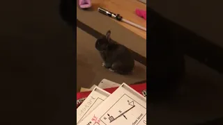 Naughty bunny throws a bunny temper tantrum.