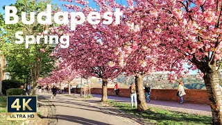 Budapest Hungary 🇭🇺 4K Spring Cherry Blossoms Walking Tour 2022