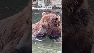 A brown bear eating salmon. He sure looks happy doesn’t he?