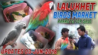 Lalukhet Birds Market 3-Jun-2018 Parrots Chicks Updates Video  (Jamshed Asmi Informative Channel)