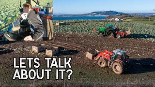 How do we harvest cabbage?