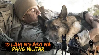 10 PINAKA MATALINONG ASO SA BUONG MUNDO | TOP 10 MILITARY WORKING DOG