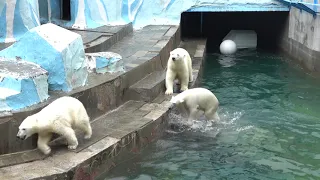 Медвежата доигрались, что уронили маму в воду, но Герда плавать не захотела. 25.05.2024