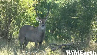 WildEarth - Sunset Safari - 23  Dec 2022