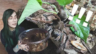 I said I wouldn't, but I did .. Goliath Bird-eating Tarantula!