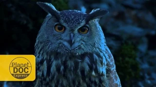 Eagle Owl: Night Vision | Planet Doc Express Documentaries