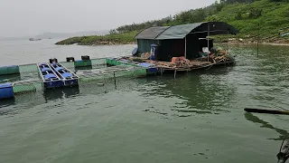 The couple's life on the river, pulling a basket to catch a large nest of shrimp, to sell