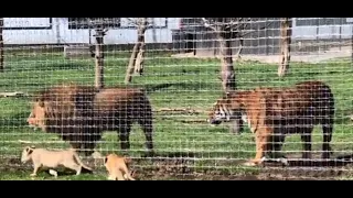 Lion vs Tiger - Lion bigger than Siberian Tiger - Size Comparison