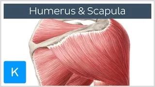 Muskeln des Humerus und der Scapula - Anatomie des Menschen | Kenhub