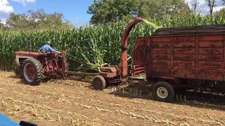 IH 666 Hydro chopping corn