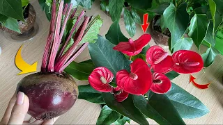 Miraculously, only 1 fruit makes the whole flower garden explode | Natural Fertilizer