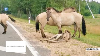 Дикие лошади тарпаны на дорогах Беларуси!