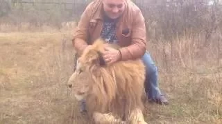 В парке львов Тайган, 22 октября 2016 год