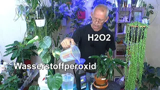 H2O2 Wasserstoffperoxid für Pflanzen nutzen Hydrokultur Hydroponik und Substrat. Der Test Anfang