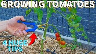 4 Tomato Tips To Do NOW Before It's Too Late!