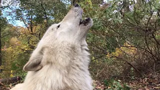 Howling Wolf Up Close