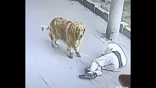 gato cae del cielo y noquea a un hombre y luego pelea con perro con zapatos...XD