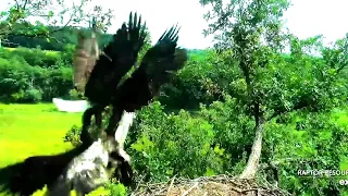 #24 Eagle Nest | Highlights of a remarkable morning ~ 07-23-2020