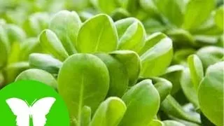 La Eduteca - Las plantas: nutrición y fotosíntesis