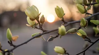 Morning Glory - Nikon D750, Sigma 40mm f/1.4 DG HSM Art