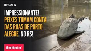 CHUVAS NO RS: PEIXES TOMAM CONTA DAS RUAS DE PORTO ALEGRE! VEJA IMAGENS!