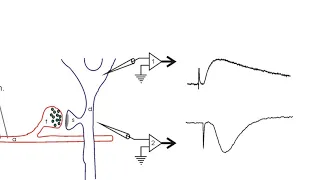 Electrophysiologist | Wikipedia audio article