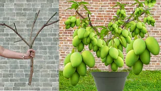 Unique​ Technique Grafting Mango Tree Using Aloe Vera Growing Faster and Has Many Fruits