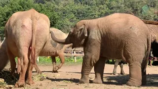 The Friendship Of Baby Elephant Wan Mai And Water Buffalo - ElephantNews