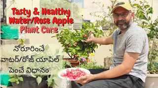 Tasty & Healthy Water Apple plant care / నోరూరించే వాటర్/రోజ్ యాపిల్ పెంచే విధానం