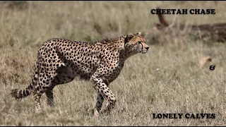 Wildlife safari in Serengeti National Park - 12 Days Game Drive - Day 7 - Game drive in Ndutu