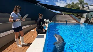 Experiments on dolphin intelligence | Loro Parque