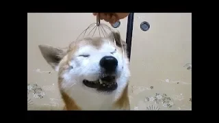 Реакции собак на массажер для головы NEW