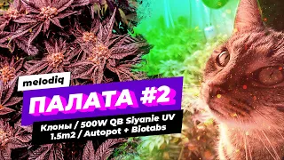 Клоны Humboldt, Ripper Seeds и Zamnezia / 500W QB Siyanie | АКЧ + LST + HST