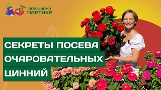 КОГДА СЕЯТЬ СЕМЕНА ЦИННИИ НА РАССАДУ, И КАК СДЕЛАТЬ ЭТО ПРАВИЛЬНО?