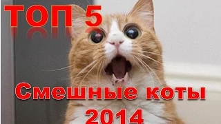ТОП 5. Смешные коты 2014. Приколы 2014. Лучшая видео подборка приколов с кошками