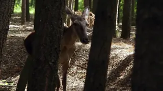 Pânico Na Floresta 6 (2014) Morte Do Polícial (Dublado HD)