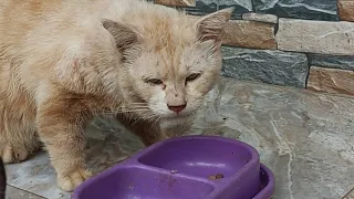 An unknown cat comes asking for food